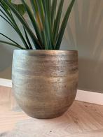 STRELITZIA KingSize  plant, Tuin en Terras, Bloempotten, 25 tot 40 cm, Rond, Binnen, Ophalen of Verzenden