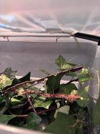 Wandelende takjes  gratis af te halen, Dieren en Toebehoren, Wandelende tak