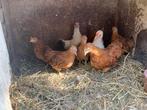 8 hele leuke kippen kuikens, Meerdere dieren, Kip