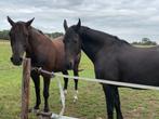 2 boxen vrij op kleine prive pensionstal, Weidegang, 4 paarden of pony's of meer