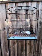 Vogelkooi, Dieren en Toebehoren, Mannelijk, Zangkanarie