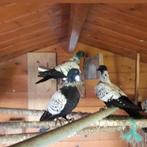 4 mooie gespikkelde duiven., Meerdere dieren