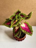Siernetel Coleus bordeaux kamerplant planten 39 cm in pot, Huis en Inrichting, Kamerplanten, Ophalen, Overige soorten, Halfschaduw
