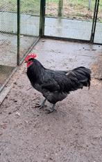 jersey giant haan, Dieren en Toebehoren, Mannelijk, Kip