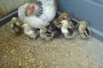 Kloek met cochin kuikens, Dieren en Toebehoren, Pluimvee, Meerdere dieren, Kip