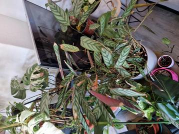 Grote calathea met pot! beschikbaar voor biedingen