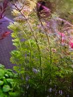 Aquarium zuurstof plant, Ophalen of Verzenden, Nieuw, Plant(en), Steen of Hout