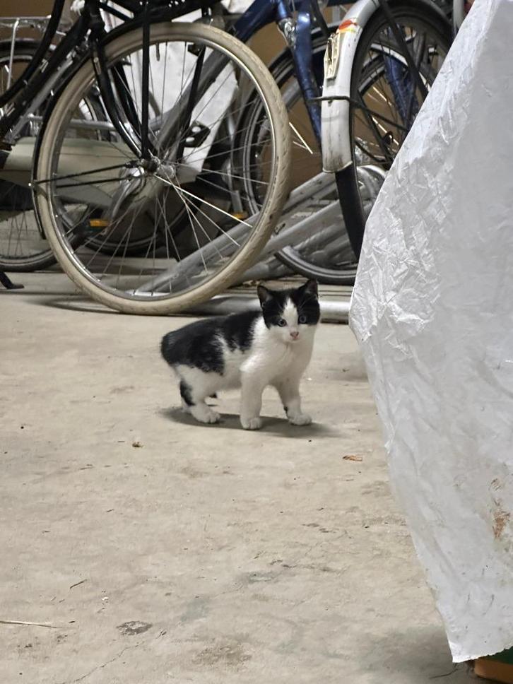 Lieve Speelse Kittens, Dieren en Toebehoren, Katten en Kittens | Overige Katten, Kortharig, Meerdere dieren, 0 tot 2 jaar