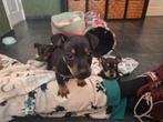 Jack Russell pups Black and Tan puppys, Dieren en Toebehoren, Honden | Niet-rashonden, Parvo, 8 tot 15 weken, Meerdere, Meerdere dieren