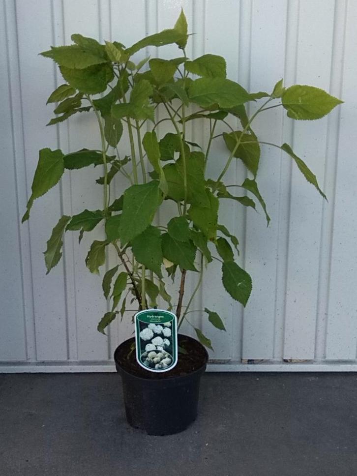Hortensia,Hydrangea arb.Annabelle, Tuin en Terras, Planten | Tuinplanten, Vaste plant, Overige soorten, Halfschaduw, Zomer, Ophalen