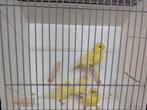 Kanaries geel TT waardige vogels., Dieren en Toebehoren, Vogels | Kanaries, Meerdere dieren, Kleurkanarie
