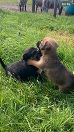 Border terriër keer Jackrussell pups jackrussel, Dieren en Toebehoren, Honden | Jack Russells en Terriërs, Particulier, Meerdere