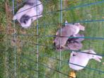 Gratis 2 konijntjes af te halen!, Dieren en Toebehoren, Konijnen, Meerdere dieren, Klein, 0 tot 2 jaar