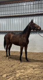 2 Jarige merrie van Neymar VDL, Dieren en Toebehoren, Paarden, Merrie, Springpaard, Gechipt, 0 tot 2 jaar