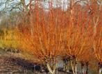 **ACTIE** Salix alba vitelinea, Schietwilg wilgen wilg, Ophalen of Verzenden, Overige soorten, Struik, 100 tot 250 cm