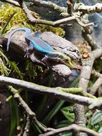 Gezocht: Phelsuma klemmeri MAN
