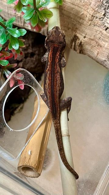 Rode auriculatus / gargoyle beschikbaar voor biedingen