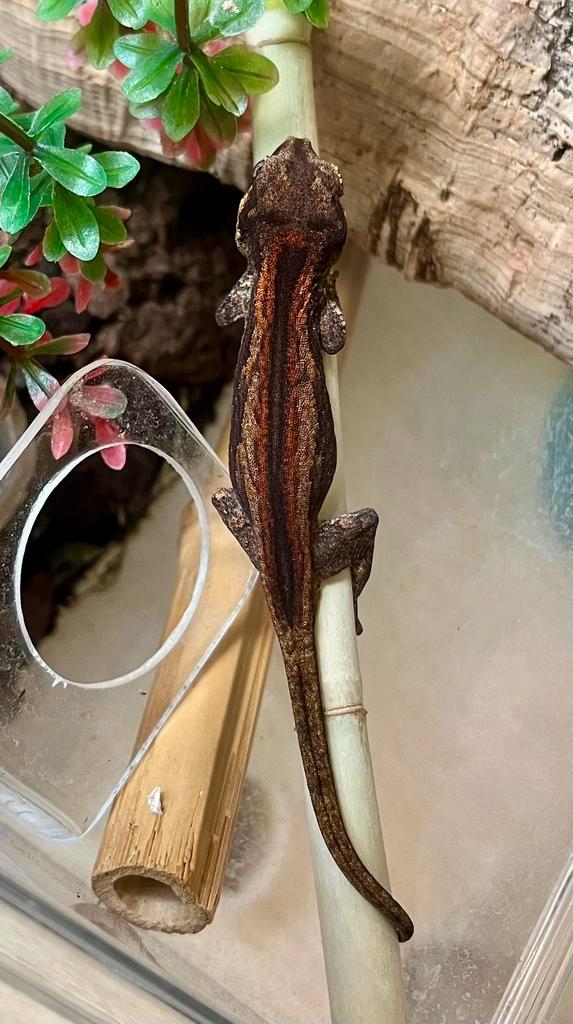 Rode auriculatus / gargoyle, Dieren en Toebehoren, Reptielen en Amfibieën, Hagedis, 0 tot 2 jaar