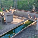 Mandarijn eend    1 man  2 vrouw, Dieren en Toebehoren, Pluimvee