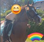 Verzorgster gezocht voor knappe D pony, echte leermeester, Ruiter of Bijrijder