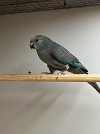Kakariki Grijs 2025, Dieren en Toebehoren, Vogels | Parkieten en Papegaaien, Mannelijk, Parkiet, Geringd