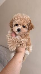 Premium maltipoo f1 teacup teefje, Dieren en Toebehoren, Particulier, Rabiës (hondsdolheid), Overige rassen, 8 tot 15 weken