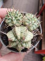 Cactus Euphorbia meloformis Variegata p7 ,meerdere vergelijk