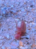 Ramshoorn  slak - super gezond - super schoonmaker - €0,50, Slak of Weekdier