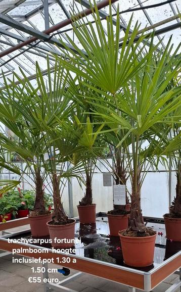 Trachycarpus fortunei palmboom.  beschikbaar voor biedingen