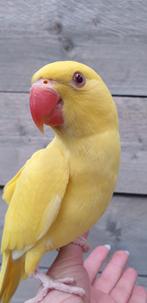 Jonge Halsbandparkieten | Div. Kleuren | Handtam, Dieren en Toebehoren, Meerdere dieren, Parkiet, Pratend