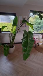 Grote Strelitzia zonder pot, Huis en Inrichting, Kamerplanten, Ophalen, Halfschaduw, 200 cm of meer