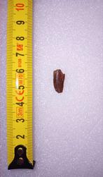 Abilisaurid tand, Ophalen of Verzenden, Fossiel