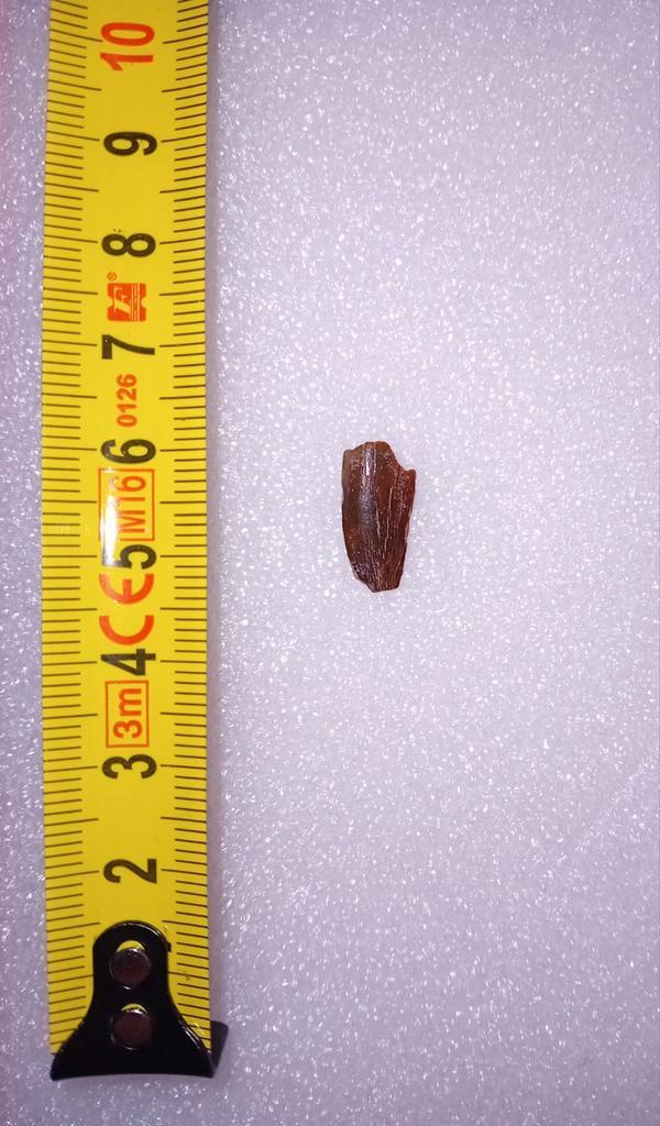 Abilisaurid tand, Verzamelen, Mineralen en Fossielen, Fossiel, Ophalen of Verzenden