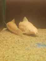 Albino kwi kwi (Hoplosternum thoracatum), Vis, Zoetwatervis