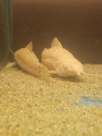Albino kwi kwi (Hoplosternum thoracatum) beschikbaar voor biedingen