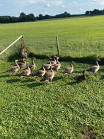 Tekoop 11 grauwe ganzen, Dieren en Toebehoren, Pluimvee, Meerdere dieren, Gans of Zwaan