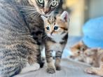 Kittens X britse korthaar x Egyptische Mau, Meerdere dieren, Ontwormd, 0 tot 2 jaar