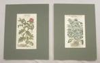2 botanische prenten John Gerarde uit The Herbal - 1633, Antiek en Kunst, Kunst | Etsen en Gravures, Ophalen of Verzenden