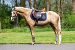 Twee super gave en lieve Welsh pony’s!, B, Gechipt, Ruin, Dressuurpony