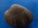 Schelpen: Callista erycina L f++g 69mm, Verzenden, Schelp(en)