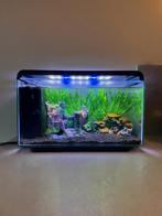 SuperFish Home 25 liters panorama aquarium, Ophalen, Zo goed als nieuw, Gevuld zoetwateraquarium