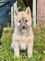 Pomsky x Shiba inu pups, Dieren en Toebehoren, Honden | Poolhonden, Keeshonden en Oertypen, Nederland, 8 tot 15 weken, CDV (hondenziekte)