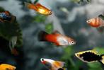 Xipophorus maculatus blue redtail