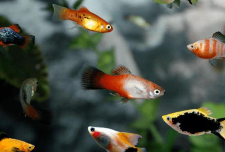 Xipophorus maculatus blue redtail, Dieren en Toebehoren, Vissen | Aquariumvissen