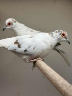 Zeer mooie bonte diamant duiven geringt 2024, Meerdere dieren