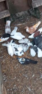 Haagse tilduiven lokkers kroppers, Meerdere dieren