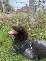 Heidewachtel/ kleine munsterlander, Dieren en Toebehoren, Honden | Setters en Staande honden, België, Particulier, Rabiës (hondsdolheid)