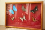 Taxidermie opgezette vlinders, Ophalen of Verzenden, Gebruikt, Insect, Opgezet dier