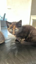 Mooie kittens, Dieren en Toebehoren, Katten en Kittens | Overige Katten