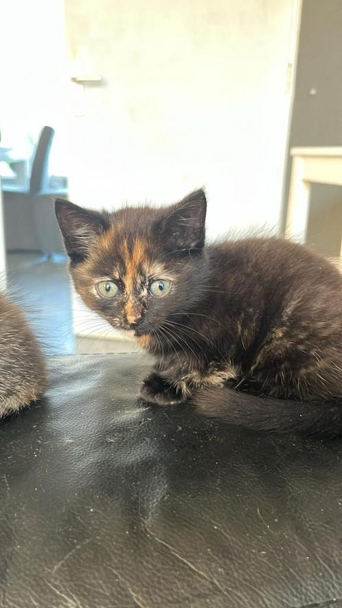 Mooie kittens, Dieren en Toebehoren, Katten en Kittens | Overige Katten